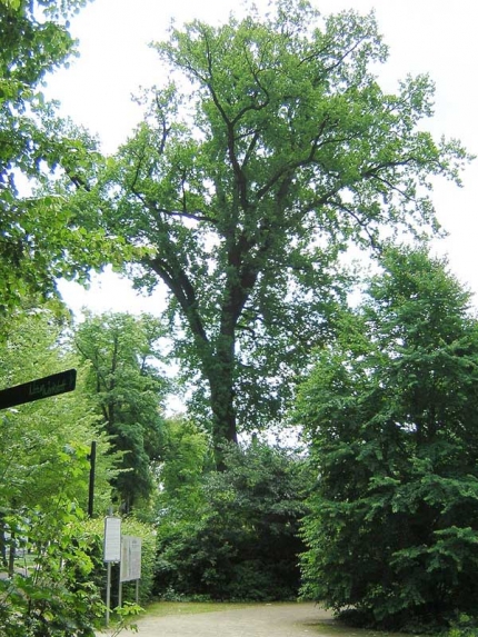 Bild 1 von Eiche am Schulzentrum